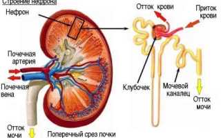 Лечение хронического гломерулонефрита с нефротическим синдромом