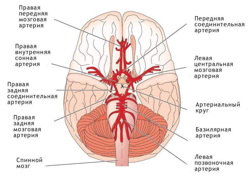 артерии мозга