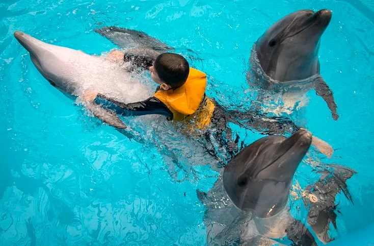 Дельфинотерапия