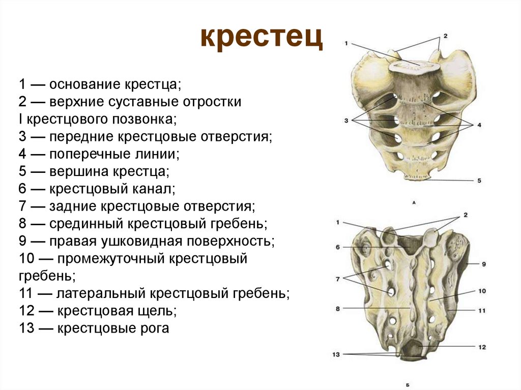 Крестцовая кость