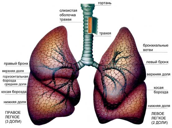 Интерстициальные заболевания легких