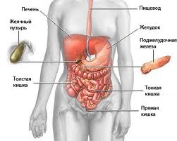 Желудочно-кишечный тракт